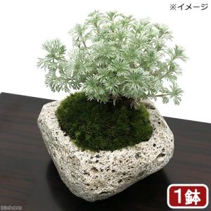 （盆栽）苔盆栽　アサギリソウ（朝霧草）〜白溶岩石鉢〜　Ｓサイズ（１鉢）｜chanet