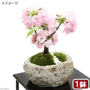 （盆栽）苔盆栽　アサヒヤマサクラ（旭山桜）　白溶岩石鉢　Ｍサイズ（１鉢）　化粧砂付き｜chanet