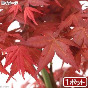 （山野草）盆栽　品種系モミジ　出猩々（デショウジョウ）３号（１ポット）