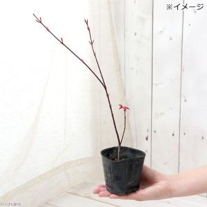 (山野草)盆栽 品種系モミジ 出猩々(デショウ...の詳細画像1