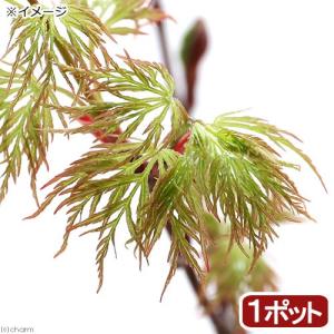 （山野草）盆栽　品種系モミジ　エメラルドレース　３号（１ポット）（休眠株）