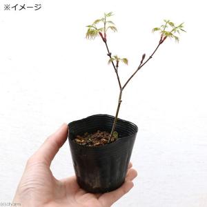 (山野草)盆栽 品種系モミジ エメラルドレース...の詳細画像1