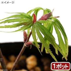 山野草）カンアオイ（寒葵）アサルム ペテロッティ ベトナム サパ