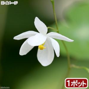 (山野草)白花梅花イカリソウ(白花梅花碇草) 3...の商品画像