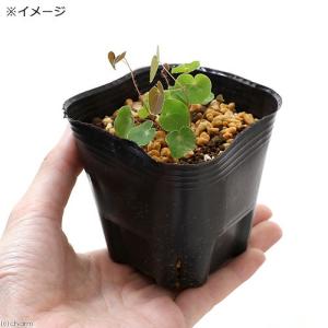 (山野草)白花梅花イカリソウ(白花梅花碇草) ...の詳細画像1