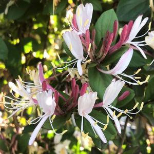 (山野草)紅花スイカズラ(紅花吸葛 ハニーサック...の商品画像