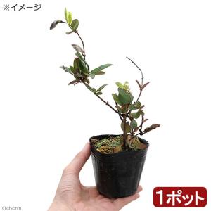(山野草)紅花スイカズラ(紅花吸葛 ハニーサッ...の詳細画像1