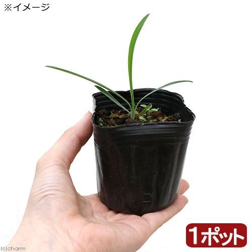 （山野草）ミシマサイコ（三島柴胡）　３号（１ポット）　家庭菜園（休眠状態）