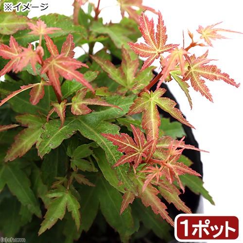 （山野草）盆栽　品種系モミジ　八房（ヤツブサ）　３号（１ポット）（休眠状態）