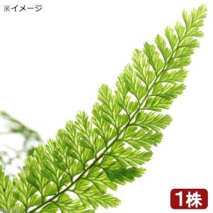 （テラリウム）ツルホラゴケ　１０〜２０ｃｍ程度（１株）　北海道・九州航空便要保温