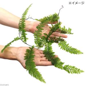 (テラリウム)ツルホラゴケ 10〜20cm程度...の詳細画像1