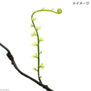 (テラリウム)ツルホラゴケ 10〜20cm程度...の詳細画像2