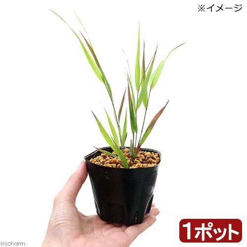 （山野草）フウチソウ（楓知草）ベニフウチソウ（紅楓知草）　３号（１ポット）（休眠状態）