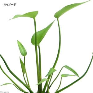 （ビオトープ）水生植物　ミズアオイ（１ポット）一年草　抽水植物