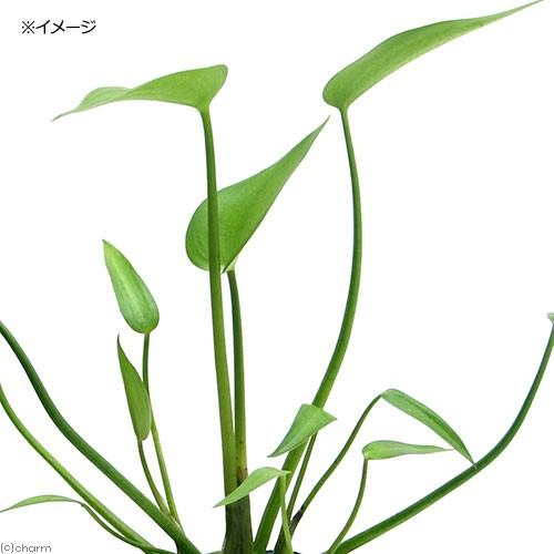 （ビオトープ）水生植物　ミズアオイ（１ポット）一年草　抽水植物
