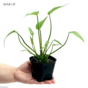 (ビオトープ)水生植物 ミズアオイ(1ポット)...の詳細画像2