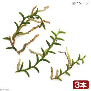 （山野草）ムカデラン（百足蘭）６ｃｍ程度（３本）