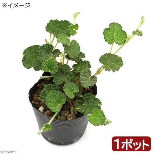 （山野草）ヤクシマフユイチゴ（屋久島冬苺）　２．５〜３号（１ポット）（休眠状態）