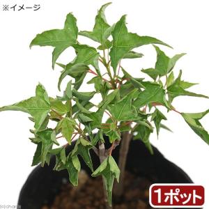 (山野草)盆栽 ナルトカエデ(鳴門楓) 3号(1...の商品画像