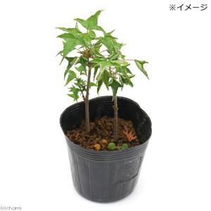 (山野草)盆栽 ナルトカエデ(鳴門楓) 3号(...の詳細画像2