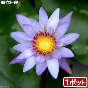（ビオトープ）睡蓮　熱帯性睡蓮（スイレン）（水色）　エドワード・Ｄ・ウバー　（１ポット）（ムカゴ種）（休眠状態）