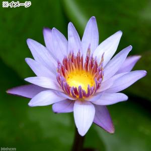 (ビオトープ)睡蓮 熱帯性睡蓮(スイレン)(水...の詳細画像1