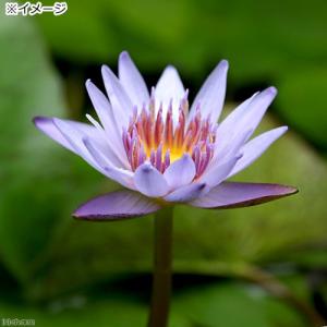 (ビオトープ)睡蓮 熱帯性睡蓮(スイレン)(水...の詳細画像2