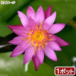 （ビオトープ）睡蓮　熱帯性睡蓮（スイレン）（桃）　インディペンデンス　Ｉｎｄｉｐｅｎｄｅｎｃｅ（１ポット）（ムカゴ種）（休眠状態）