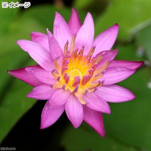 (ビオトープ)睡蓮 熱帯性睡蓮(スイレン)(桃...の詳細画像1