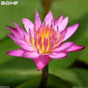 (ビオトープ)睡蓮 熱帯性睡蓮(スイレン)(桃...の詳細画像2