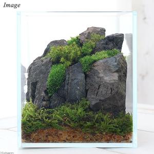 （観葉植物）苔テラリウム　レイアウトキット　〜ナチュラル（風山石）〜　説明書付｜chanet