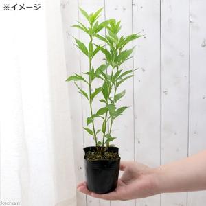 (山野草)フジバカマ(藤袴)純白フジバカマ(純...の詳細画像1