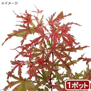（山野草）盆栽　品種系モミジ　京の糸（キョウノイト）３号（１ポット）（休眠株）