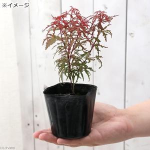 (山野草)盆栽 品種系モミジ 京の糸(キョウノ...の詳細画像1