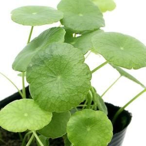 （ビオトープ）水辺植物　ウォーターコイン（ウォーターマッシュルーム）（１ポット）　湿生植物
