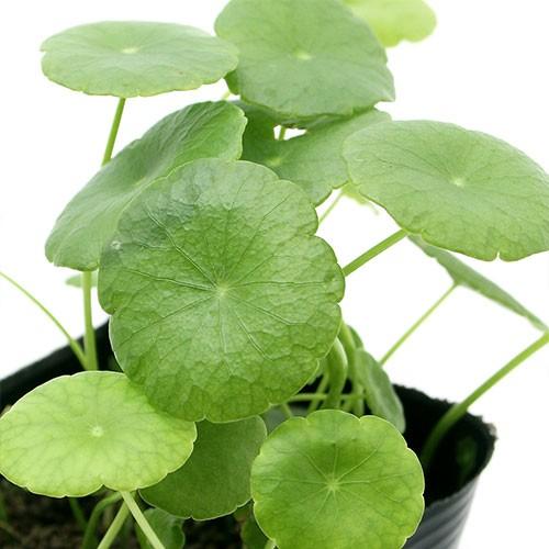 （ビオトープ）水辺植物　ウォーターコイン（ウォーターマッシュルーム）（１ポット）湿生植物