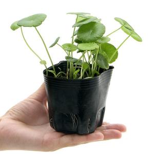 (ビオトープ)水生植物 ウォーターコイン(ウォ...の詳細画像1
