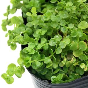 (ビオトープ)水生植物 ラージパールグラス(1ポ...の商品画像