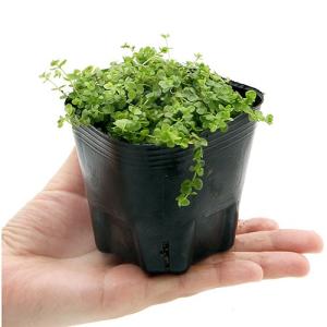 (ビオトープ)水生植物 ラージパールグラス(1...の詳細画像1