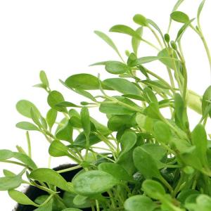 （ビオトープ）水生植物　グロッソスティグマ（１ポット）湿生植物