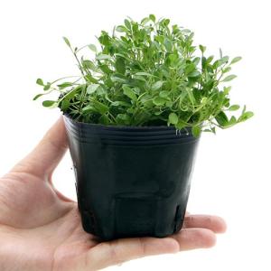 (ビオトープ)水生植物 グロッソスティグマ(1...の詳細画像1