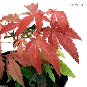 山野草）カンアオイ（寒葵）アサルム ユンナンエンセ（Asarum