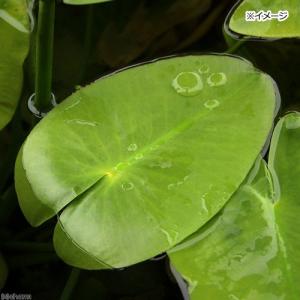 （ビオトープ）水生植物　河骨　ホッカイコウホネ（北海河骨）（１ポット）浮葉植物（休眠状態）