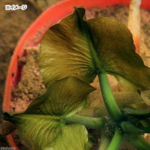 （ビオトープ）水生植物　河骨　ネムロコウホネ（エゾコウホネ）（１株）浮葉植物