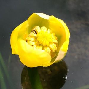 (ビオトープ)水生植物 河骨 ネムロコウホネ(...の詳細画像1