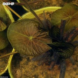 (ビオトープ)睡蓮 エゾベニヒツジグサ(1ポッ...の詳細画像1