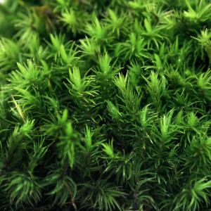 (観葉植物)テラリウム 苔 カモジゴケ 2パック分の商品画像
