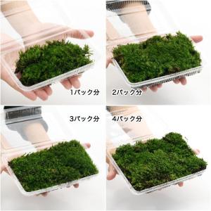 (観葉植物)テラリウム 苔 カモジゴケ 2パック分の詳細画像1