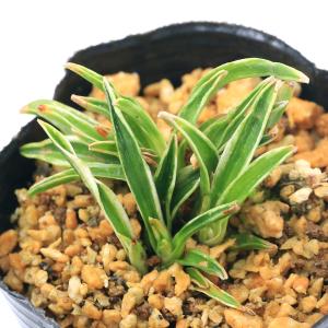 （山野草）品種系オモト　群雀（万年青群雀）　２．５〜３号（１ポット）