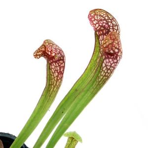 （ビオトープ）水生植物　サラセニア（瓶子草）品種おまかせ　３号（１ポット）湿性植物